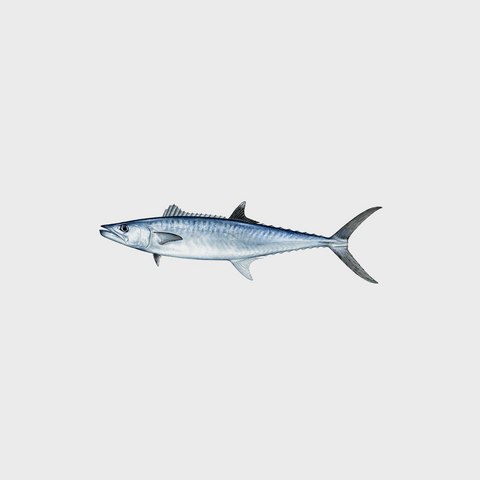 Batang / King Mackerel