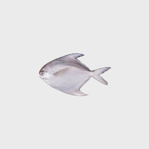 Chinese Pomfret