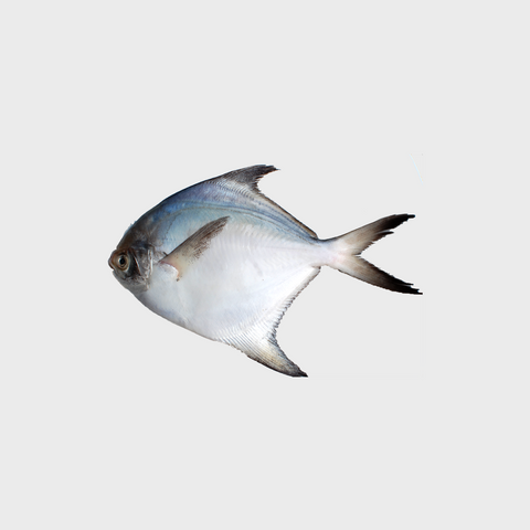 Golden / Silver Pomfret