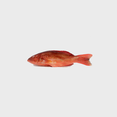 Red Garoupa