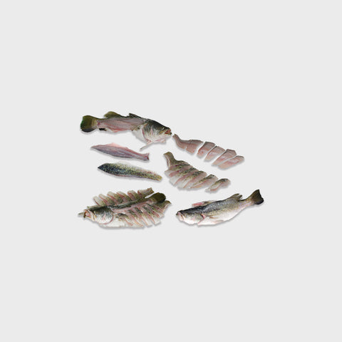 Barramundi / Asian Seabass