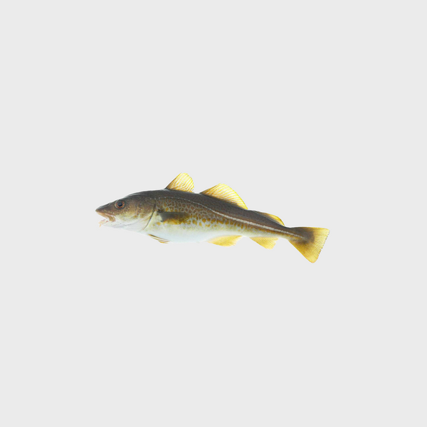 Norwegian Cod Fish