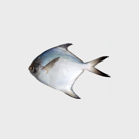 White Pomfret