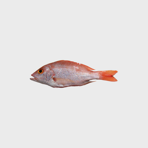 Red Snapper