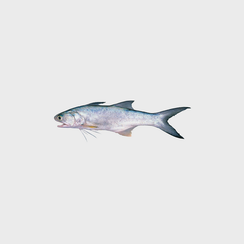 Threadfin